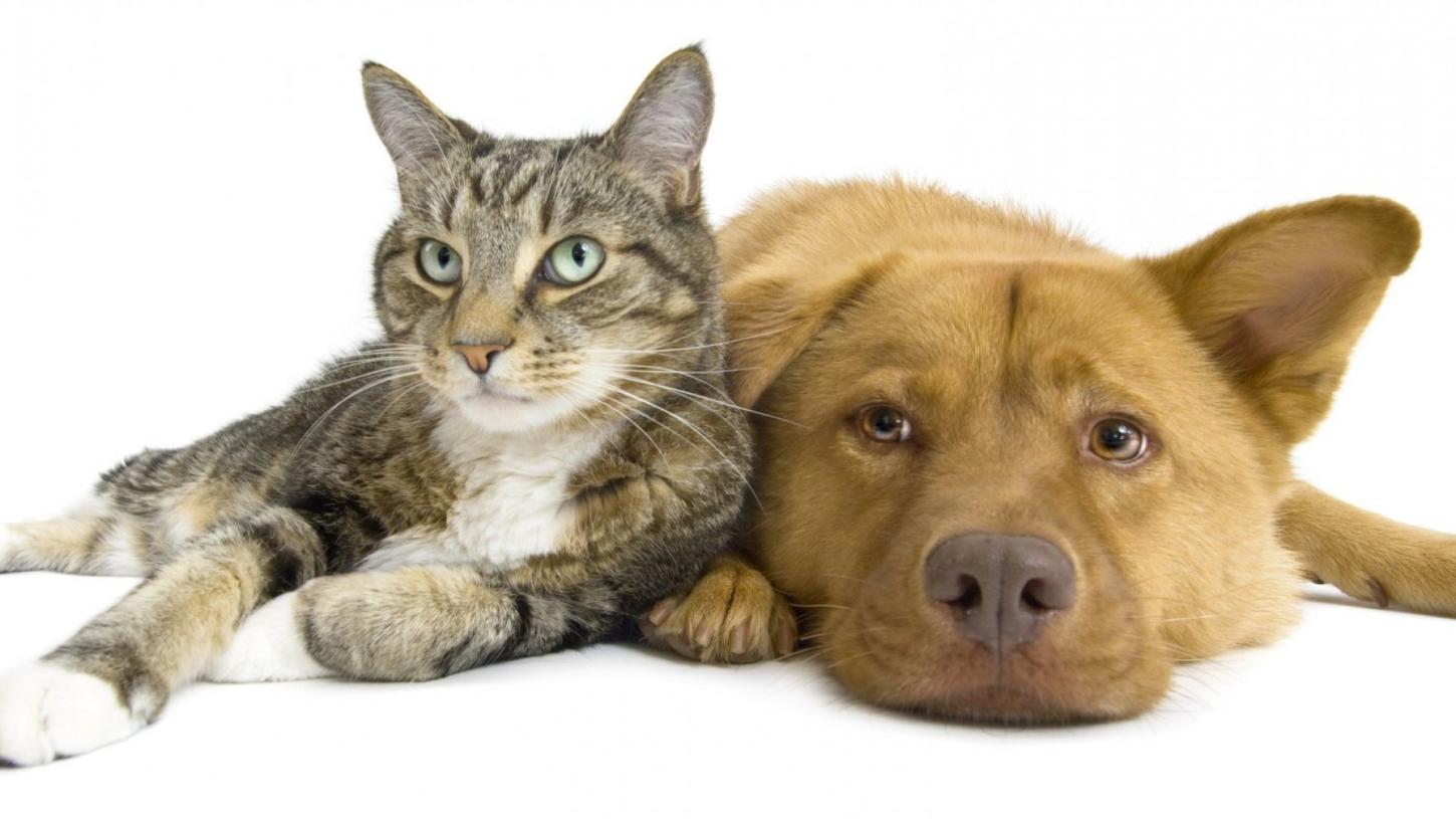 LIBERTAÇÃO ANIMAL: RONDÔNIA AGORA PUNE QUEM ACORRENTA OU CONFINA CÃES E GATOS